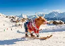 47844_Ski Cow.webp